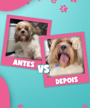 Comparativo real de um cachorro antes e depois do cuidado na Legal Patas