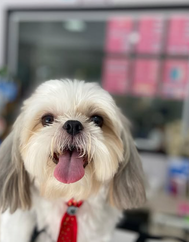 Cachorro feliz após o banho e a tosa