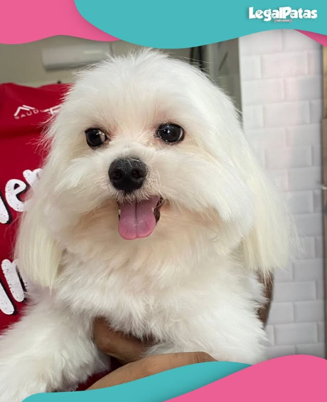 Cachorro branco sendo cuidado na Legal Patas