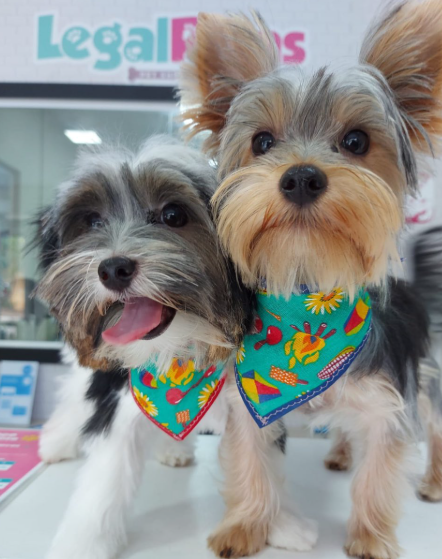 Dois cachorros usando bandanas coloridas na Legal Patas
