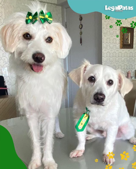 Dois cachorros juntos após um cuidado